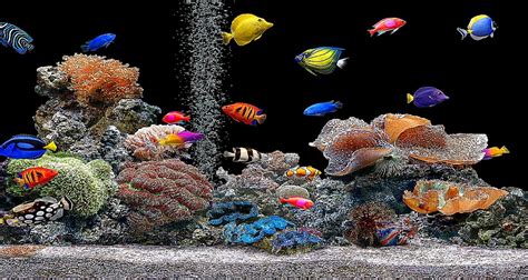 🔥 [50+] Free Wallpapers Fish Aquarium | WallpaperSafari