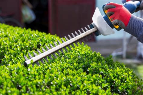 The Best Battery-Powered Hedge Trimmers in 2024 - shelf