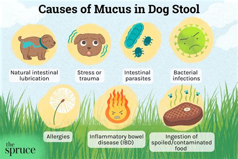 Common Causes of Mucus in Dog Poop