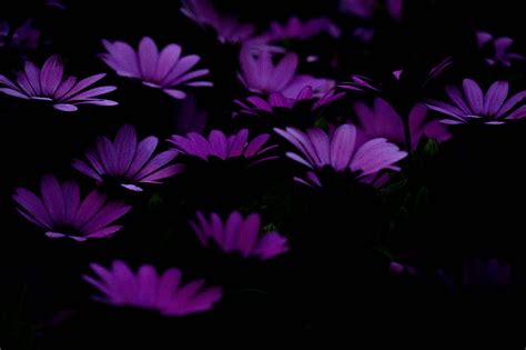 Dark Purple Flower Wallpaper