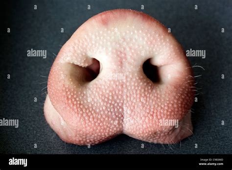 Pigs Nose or Snout Stock Photo: 40197037 - Alamy