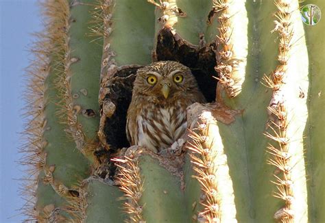 Cactus ferruginous pygmy-owl in saguaro | Wild Sonora