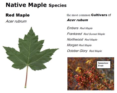 Shades of Red: What is a Red Maple Tree? - Maple Leaves Forever