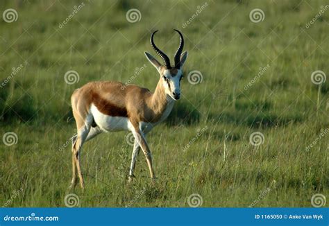 Springbok Antelope Jumping Royalty-Free Stock Image | CartoonDealer.com #43552750