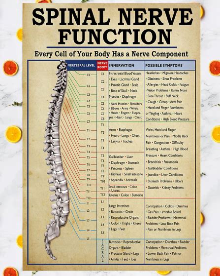 the spiral nerve function poster is displayed on a white marble surface with orange flowers ...