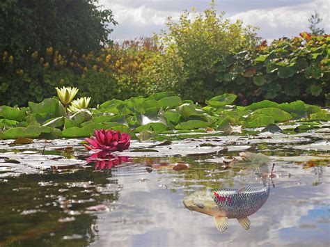 Water Lily Koi Pond Photograph by Gill Billington - Pixels