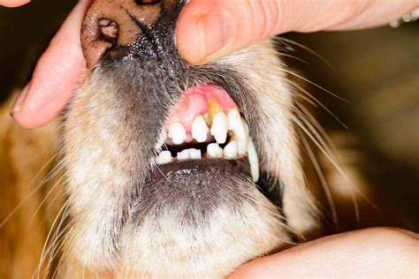 Periodontal Disease Stages In Dogs