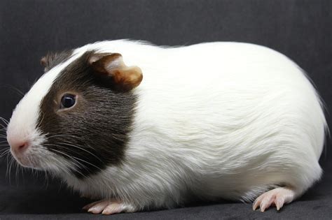 Guinea Pig Breeds - Different Types Of Guinea Pigs - PetReview