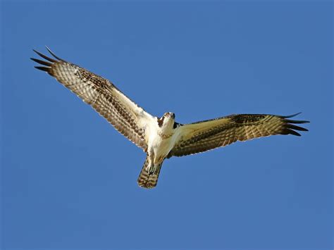 Osprey Migration: A Complete Guide | Birdfact