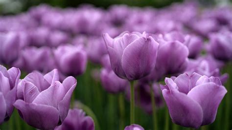 Purple Tulips Wallpaper Background