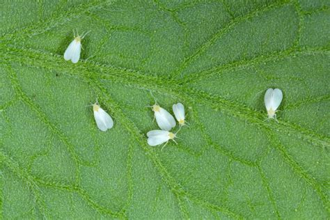 7 Most Common Hibiscus Diseases & Pests And How To Treat Them