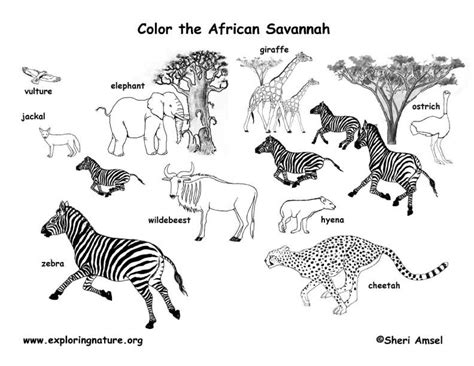 African Animals Habitat Colouring Page