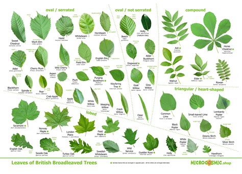 Tree Leaves Identification Poster British Species - Etsy