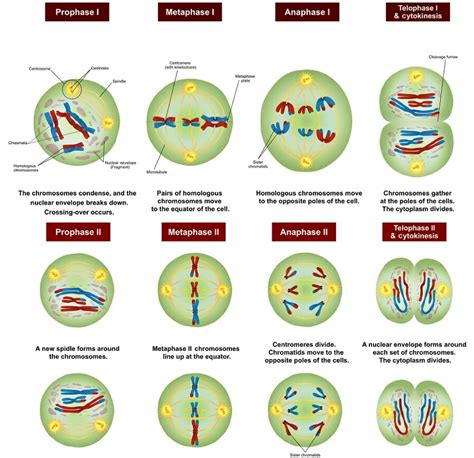 Meiosis Stages