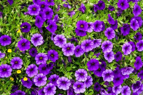 5 Petal Purple Flower Names | Best Flower Site