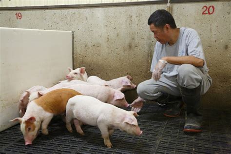 Good people raising healthy pigs - PortageOnline.com - Local news, Weather, Sports, Free ...