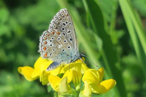 Large Blue Butterfly Photograph by Valerie Ornstein - Fine Art America