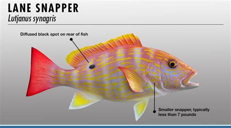 Snapper Fish Identifier | FISHTRACK.COM