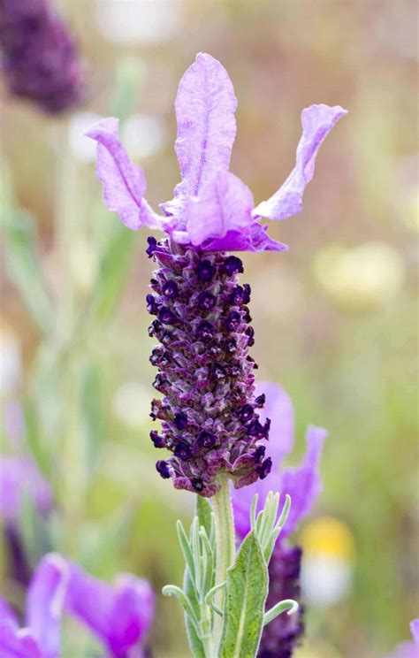 Spanish Lavender