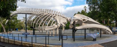 Blue Whale Skeleton | Santa Barbara Museum of Natural History