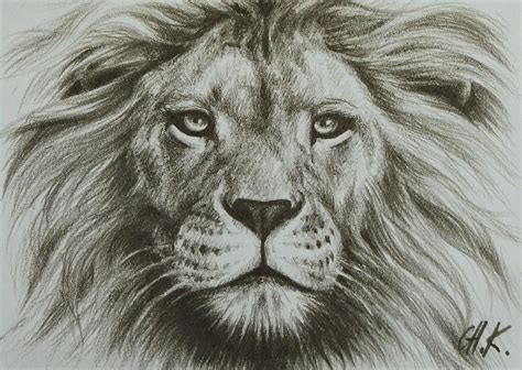 Lion Head Drawing at GetDrawings | Free download