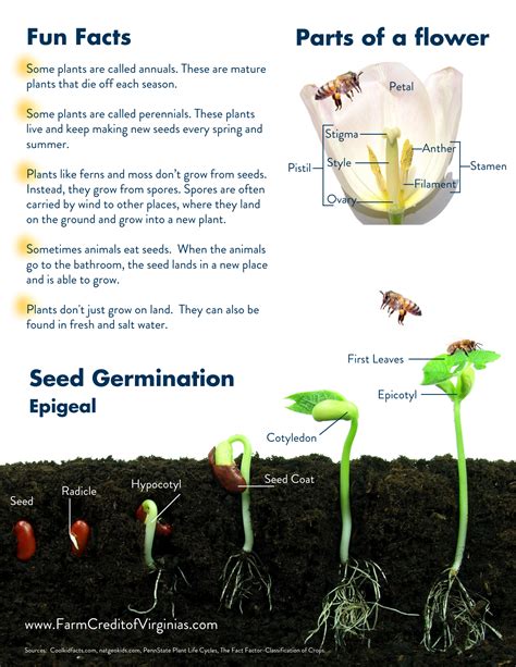 Life Cycle of a Plant | Farm Credit of the Virginias