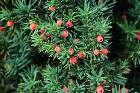 How To Plant A Yew Hedge