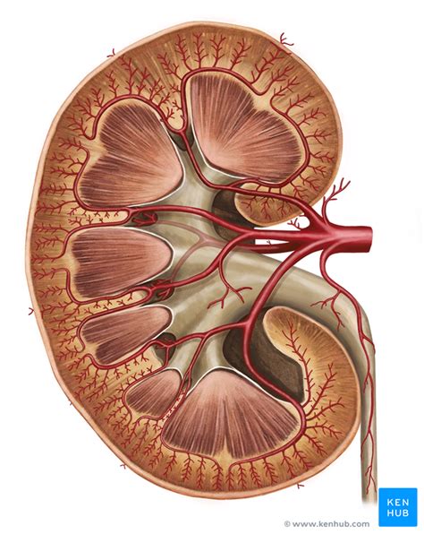 Kidney - Blood supply and Innervation | Kenhub