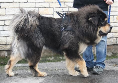 Tibetan Mastiff Dog Info, Puppies, Sale Cost, Facts, Pictures