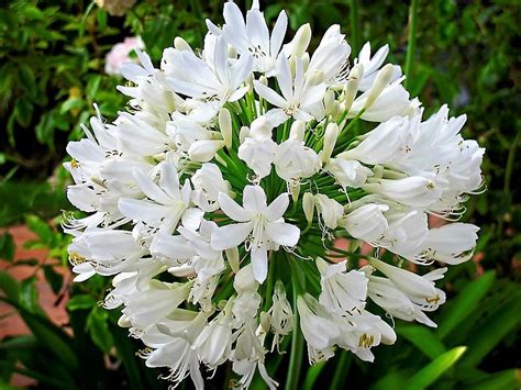 25 WHITE LILY of the NILE Agapanthus Orientalis African Lily Flower Seeds * Flat Shipping