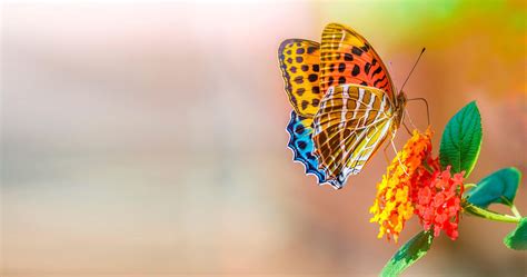 Butterfly 4K Wallpapers - Wallpaper Cave