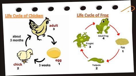 Life Cycle Of Animals For Kids