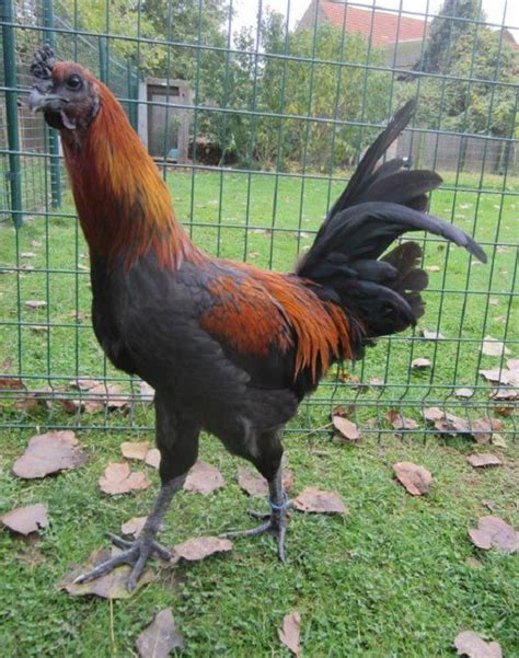 17 Best images about Chicken breeds- Belgian on Pinterest | The villages, Sims games and The birds