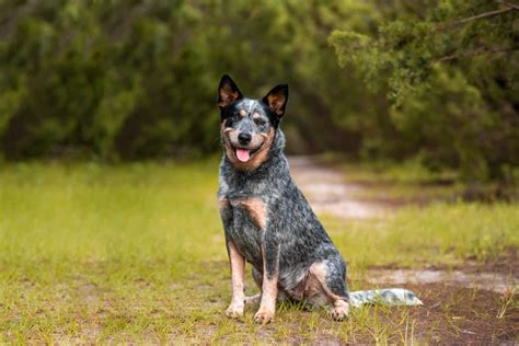 Is the Australian Shepherd Blue Heeler mix right for you? - K9 Web