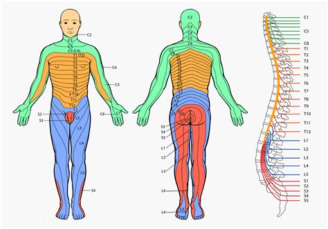 Know Your Nerve Pain - In Touch Physiotherapy, Singapore