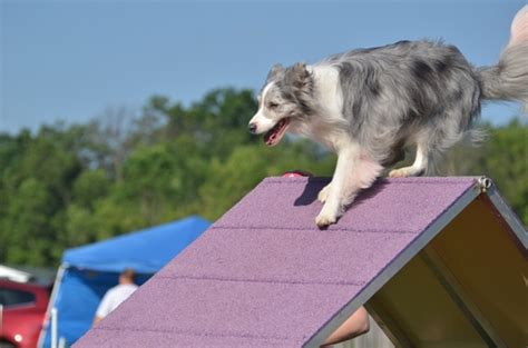 30 Best Agility Dogs That Are Easiest to Train for Agility Competitions