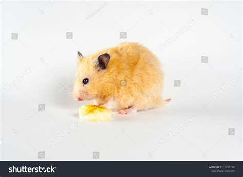 Cute Hamster Eating Banana On White Stock Photo 1331298278 | Shutterstock