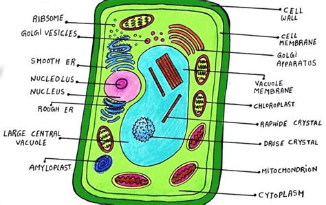 Plant Cell Diagram For Class 8