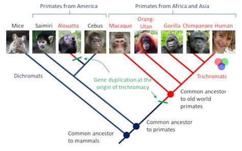 Evolution of colour vision in mammals and primates - Encyclopedia of the Environment