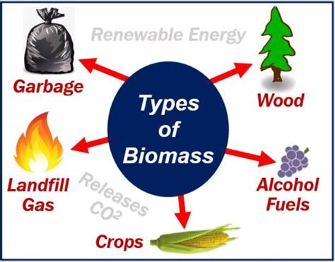 What is biomass energy? Definition and some examples