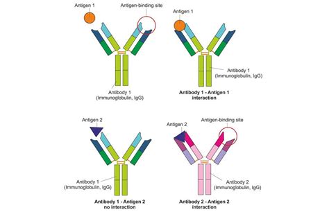 Western Blot - The Definitive Guide | Biology Dictionary