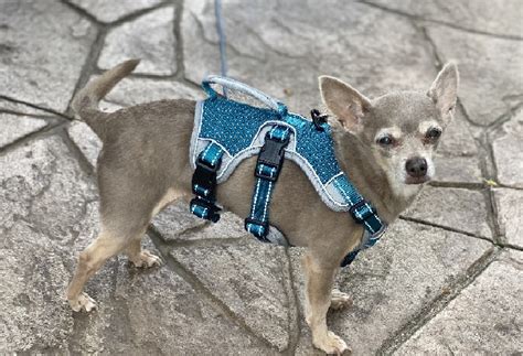 6 Best Escape Proof Dog Harness: Reviews And Buying Guide