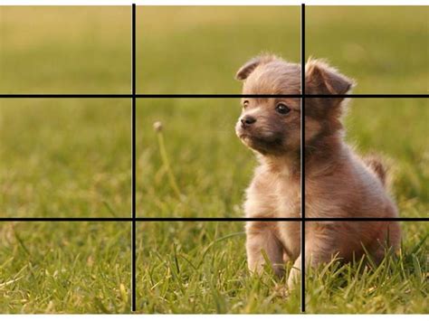 Rule of Thirds: Examples | Baboo Digital Rules Of Thirds Photography Ideas, Photography ...