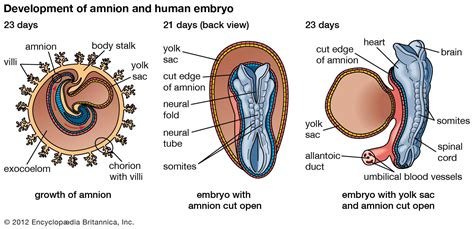 Yolk sac | biology | Britannica