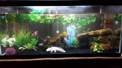 Axolotl Aquarium Set Up - aquarium kaufen tipps