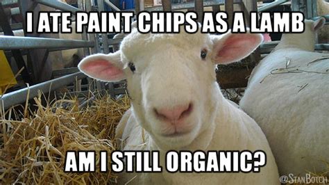 23 Funny Sheep Memes, Botch