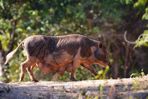 Pregnant pig | Smithsonian Photo Contest | Smithsonian Magazine