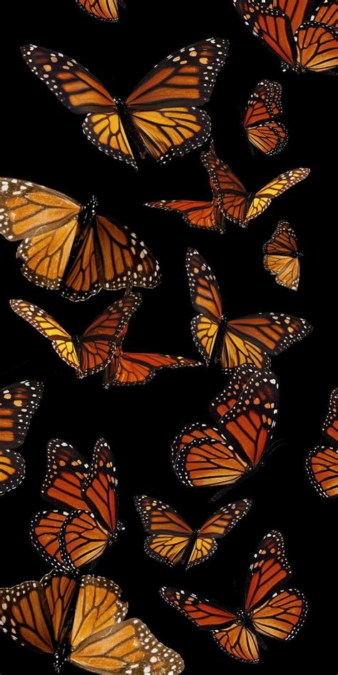 Update 78+ monarch butterfly wallpaper latest - in.cdgdbentre