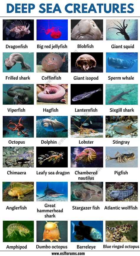 Deep Sea Creatures: List of 25+ Creatures that Live in Deep Ocean - ESL Forums