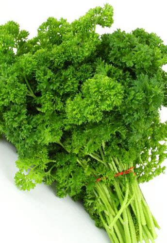 parsley-curly